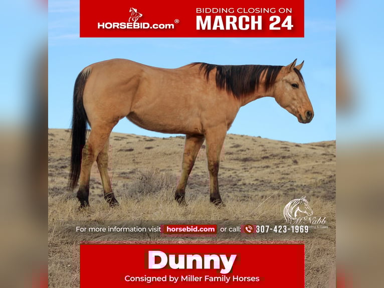 American Quarter Horse Gelding 4 years 15,1 hh Dun in Ranchester, WY