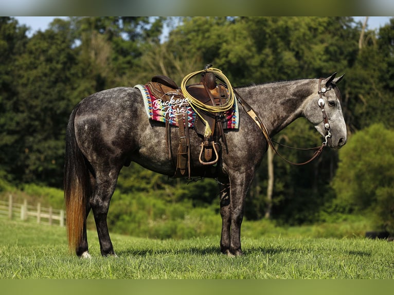 American Quarter Horse Gelding 4 years 15,1 hh Grey-Dapple in Millersburg