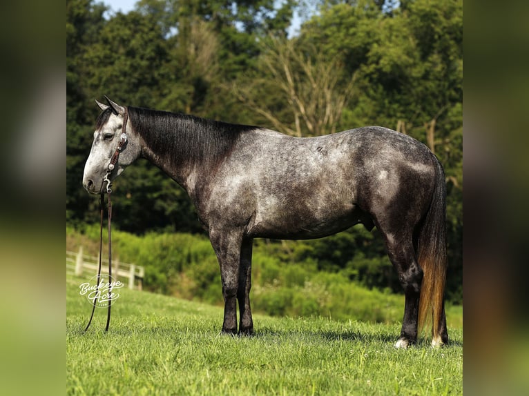 American Quarter Horse Gelding 4 years 15,1 hh Grey-Dapple in Millersburg