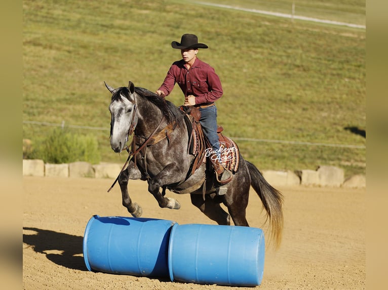American Quarter Horse Gelding 4 years 15,1 hh Grey-Dapple in Millersburg