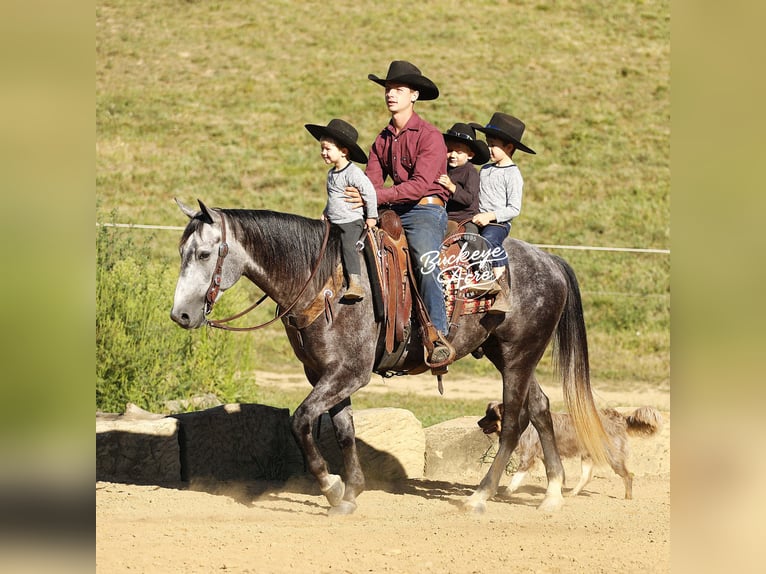 American Quarter Horse Gelding 4 years 15,1 hh Grey-Dapple in Millersburg