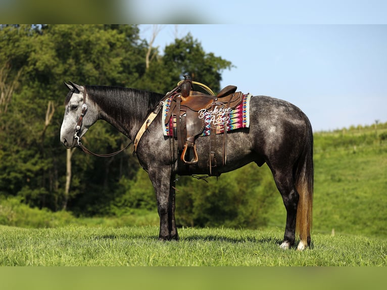 American Quarter Horse Gelding 4 years 15,1 hh Grey-Dapple in Millersburg