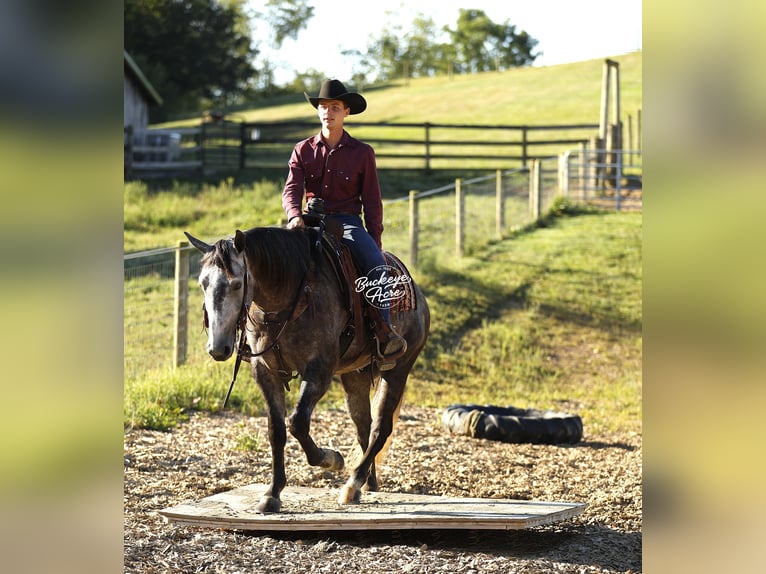 American Quarter Horse Gelding 4 years 15,1 hh Grey-Dapple in Millersburg