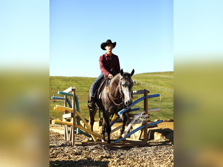 American Quarter Horse Gelding 4 years 15,1 hh Grey-Dapple in Millersburg