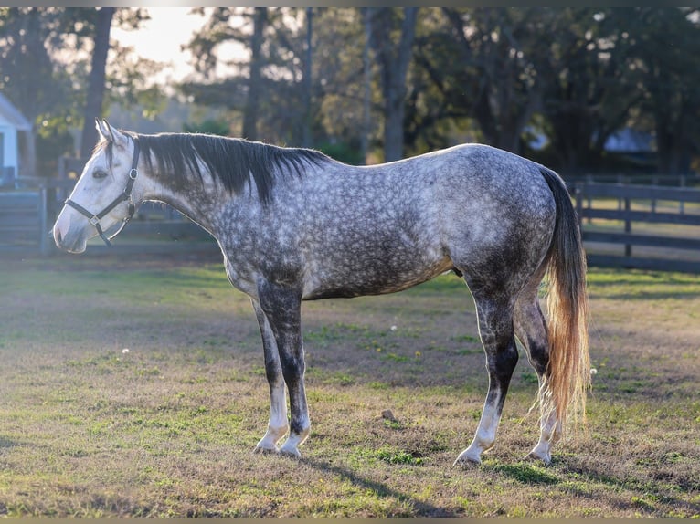 American Quarter Horse Gelding 4 years 15,1 hh Grey in Lucedale