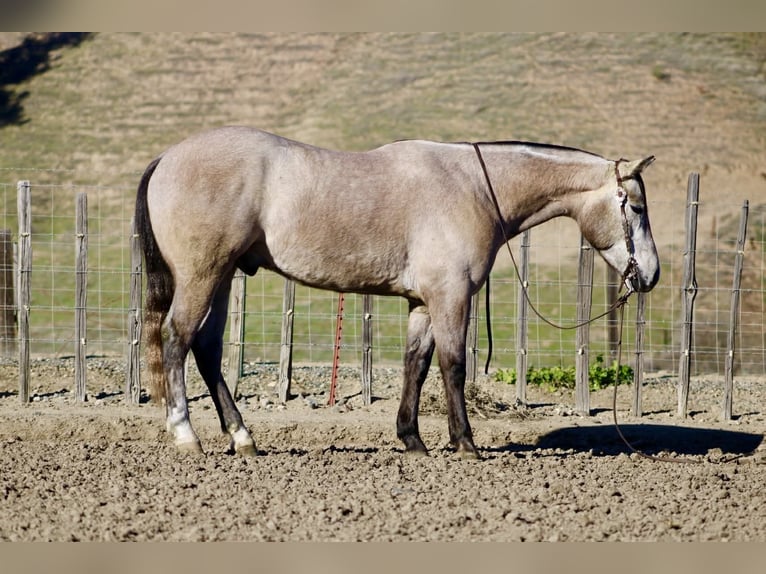 American Quarter Horse Gelding 4 years 15,1 hh Grey in Paicines CA