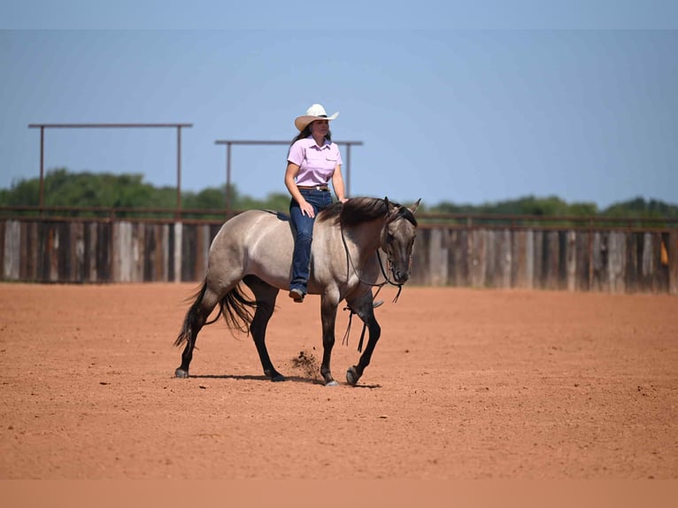 American Quarter Horse Gelding 4 years 15,1 hh Grullo in Waco, TX