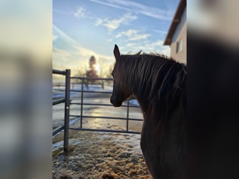 American Quarter Horse Gelding 4 years 15,1 hh Grullo in Erlauf