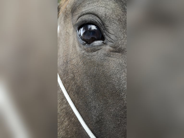 American Quarter Horse Gelding 4 years 15,1 hh Grullo in Tornesch