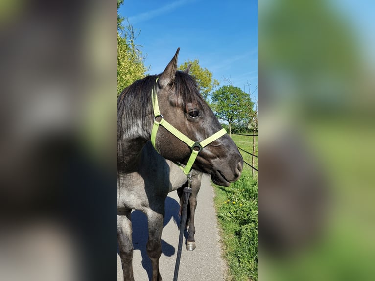 American Quarter Horse Gelding 4 years 15,1 hh Grullo in Tornesch