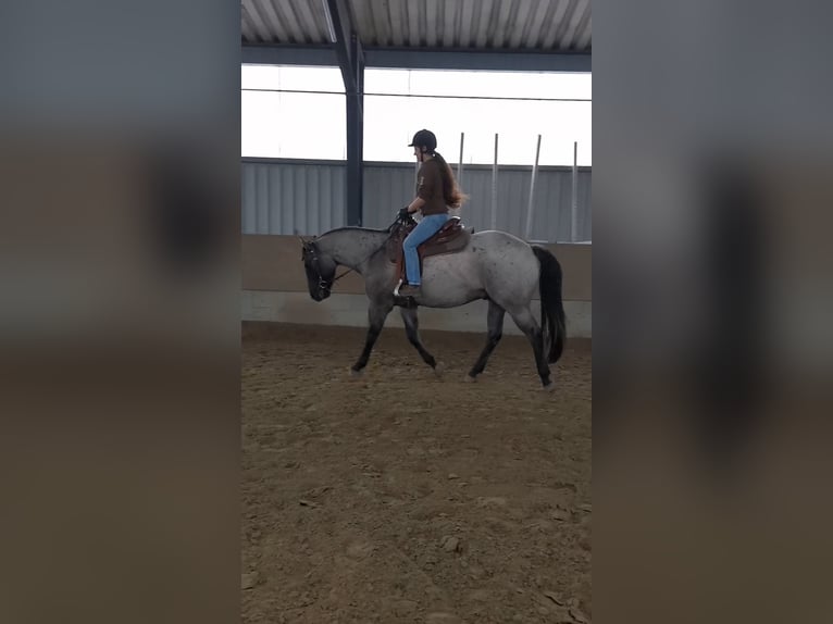 American Quarter Horse Gelding 4 years 15,1 hh Grullo in Tornesch