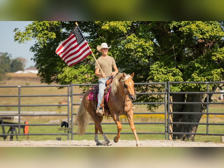 American Quarter Horse Gelding 4 years 15,1 hh Palomino in Fredericksburg