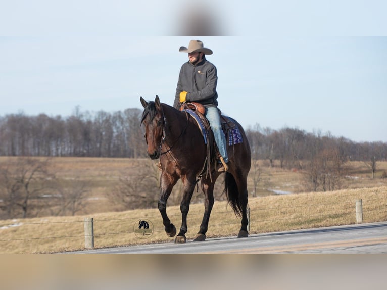 American Quarter Horse Gelding 4 years 15,1 hh Roan-Bay in Fredericksburg