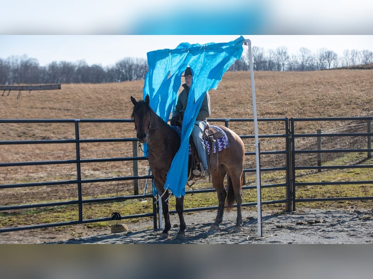 American Quarter Horse Gelding 4 years 15,1 hh Roan-Bay in Fredericksburg