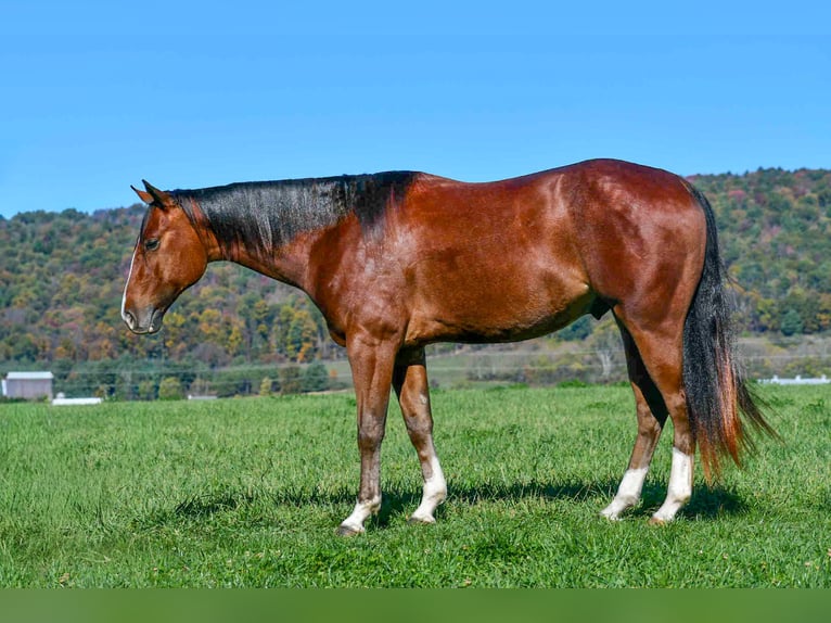 American Quarter Horse Gelding 4 years 15,1 hh Roan-Bay in Rebersburg American Quarter Horse Gelding 4 years 15,1 hh Roan-Bay in Rebersburg
