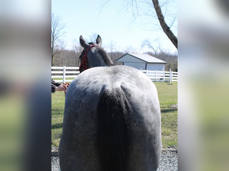 American Quarter Horse Gelding 4 years 15,1 hh Roan-Blue in Allentown