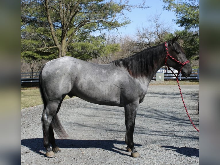 American Quarter Horse Gelding 4 years 15,1 hh Roan-Blue in Allentown