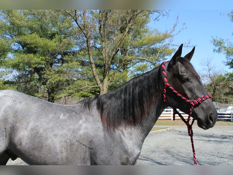 American Quarter Horse Gelding 4 years 15,1 hh Roan-Blue in Allentown