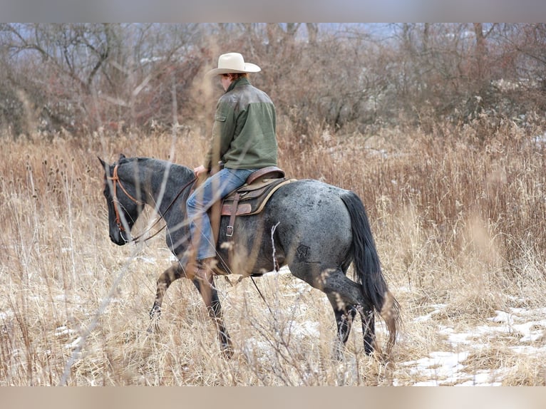 American Quarter Horse Gelding 4 years 15,1 hh Roan-Blue in Mc Connellsburg