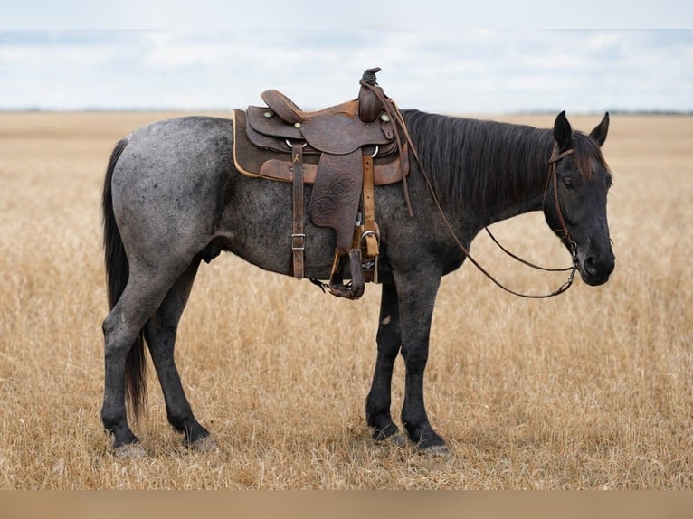 American Quarter Horse Gelding 4 years 15,1 hh Roan-Blue in Mc Connellsburg