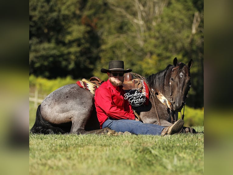 American Quarter Horse Gelding 4 years 15,1 hh Roan-Blue in Millersburg oh