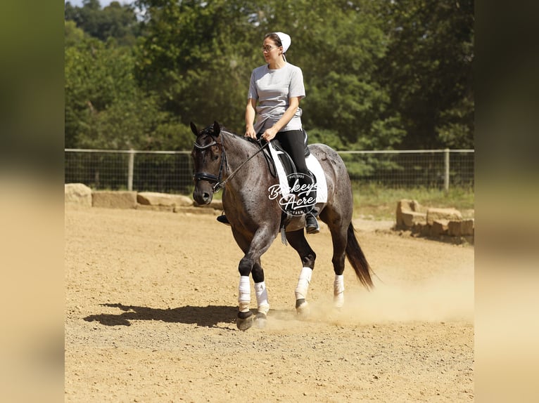 American Quarter Horse Gelding 4 years 15,1 hh Roan-Blue in Millersburg oh