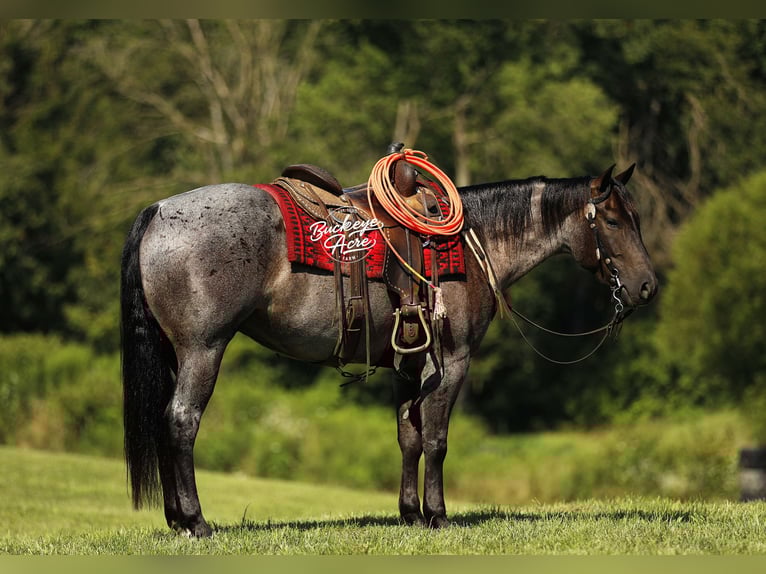 American Quarter Horse Gelding 4 years 15,1 hh Roan-Blue in Millersburg oh