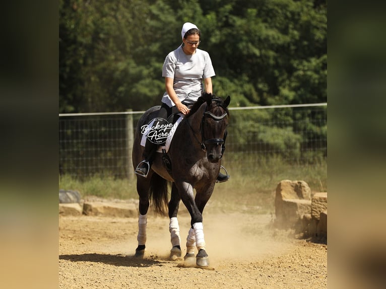 American Quarter Horse Gelding 4 years 15,1 hh Roan-Blue in Millersburg oh