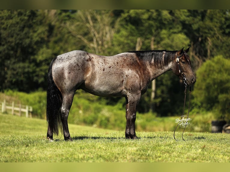 American Quarter Horse Gelding 4 years 15,1 hh Roan-Blue in Millersburg oh