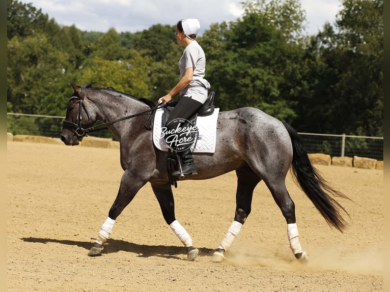 American Quarter Horse Gelding 4 years 15,1 hh Roan-Blue in Millersburg oh