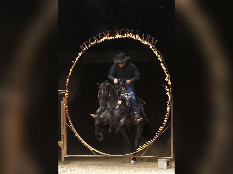 American Quarter Horse Gelding 4 years 15,1 hh Roan-Blue in Millersburg oh