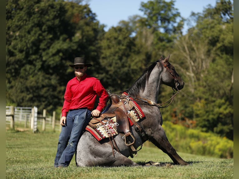 American Quarter Horse Gelding 4 years 15,1 hh Roan-Blue in Millersburg oh