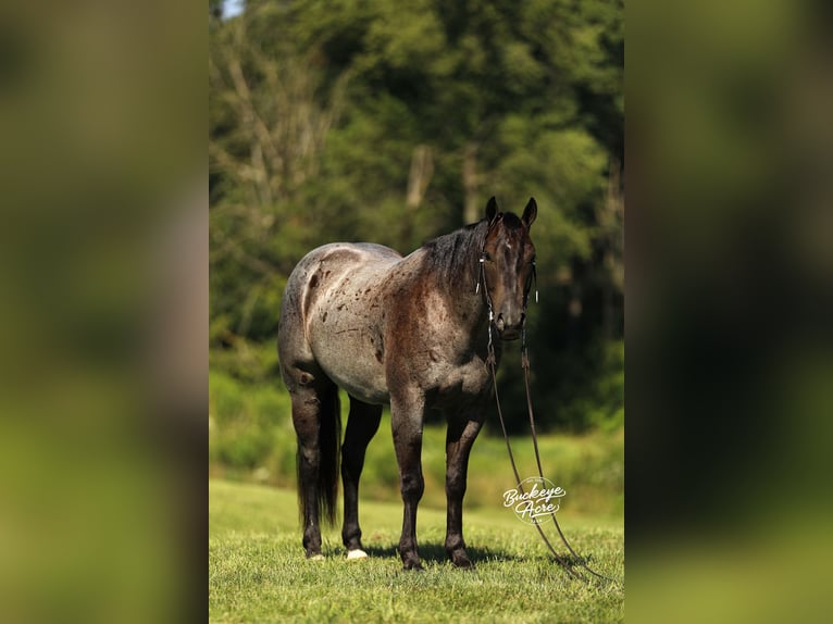 American Quarter Horse Gelding 4 years 15,1 hh Roan-Blue in Millersburg oh