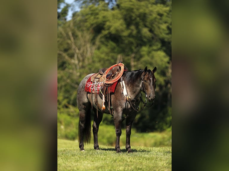 American Quarter Horse Gelding 4 years 15,1 hh Roan-Blue in Millersburg oh
