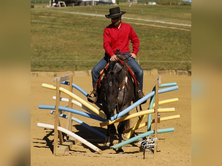 American Quarter Horse Gelding 4 years 15,1 hh Roan-Blue in Millersburg oh