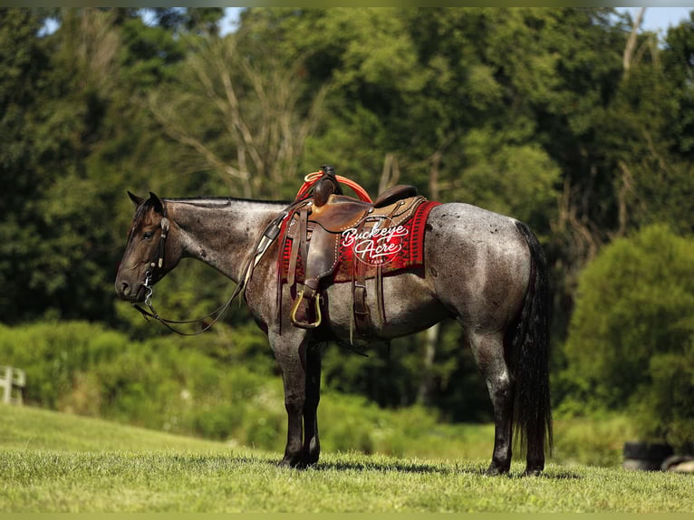 American Quarter Horse Gelding 4 years 15,1 hh Roan-Blue in Millersburg oh