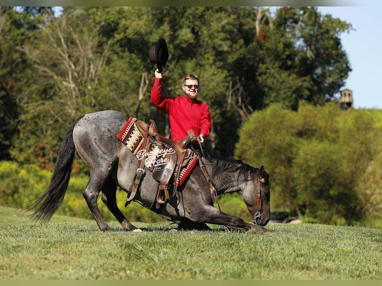 American Quarter Horse Gelding 4 years 15,1 hh Roan-Blue in Millersburg oh