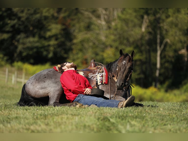 American Quarter Horse Gelding 4 years 15,1 hh Roan-Blue in Millersburg oh