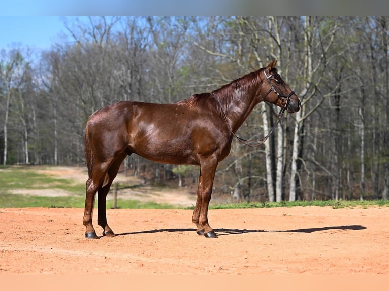American Quarter Horse Gelding 4 years 15,1 hh Roan-Red in Hull