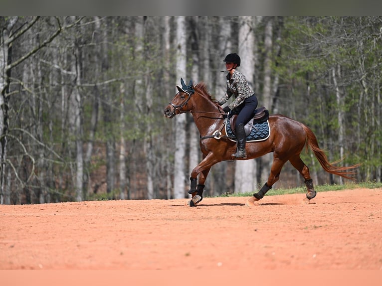 American Quarter Horse Gelding 4 years 15,1 hh Roan-Red in Hull