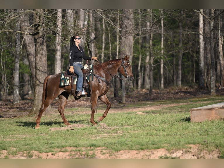 American Quarter Horse Gelding 4 years 15,1 hh Roan-Red in Hull