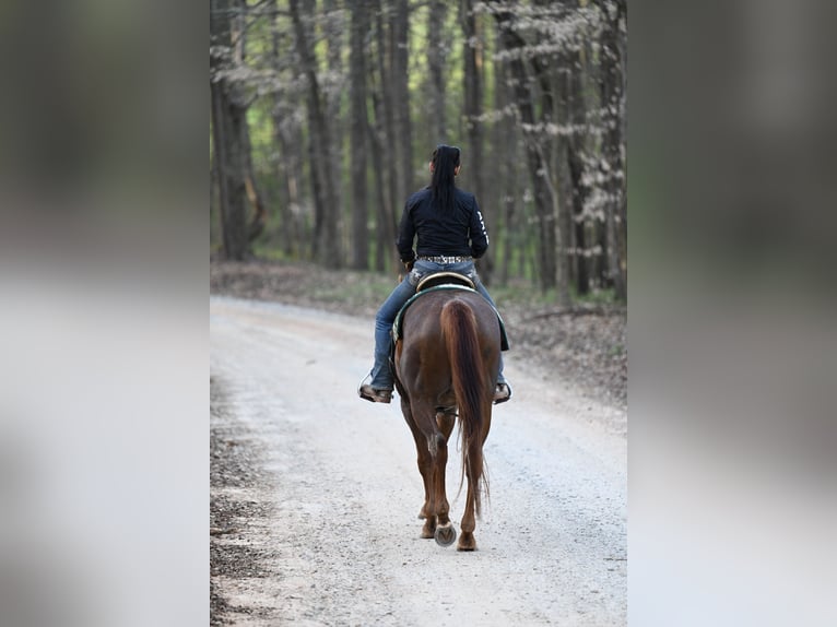American Quarter Horse Gelding 4 years 15,1 hh Roan-Red in Hull