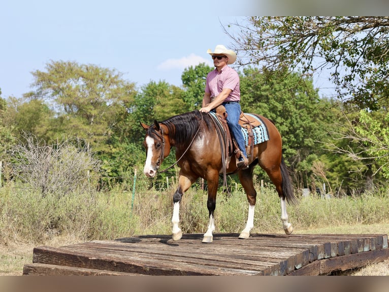 American Quarter Horse Gelding 4 years 15,2 hh Bay in Buffalo