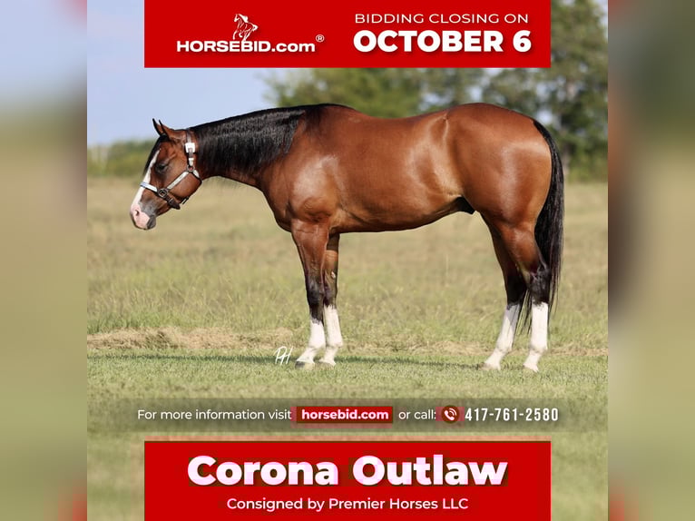 American Quarter Horse Gelding 4 years 15,2 hh Bay in Buffalo