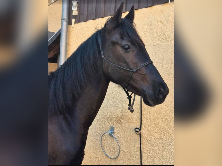 American Quarter Horse Gelding 4 years 15,2 hh Black in Müglitztal
