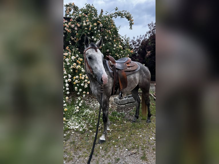 American Quarter Horse Gelding 4 years 15,2 hh Can be white in Deggendorf
