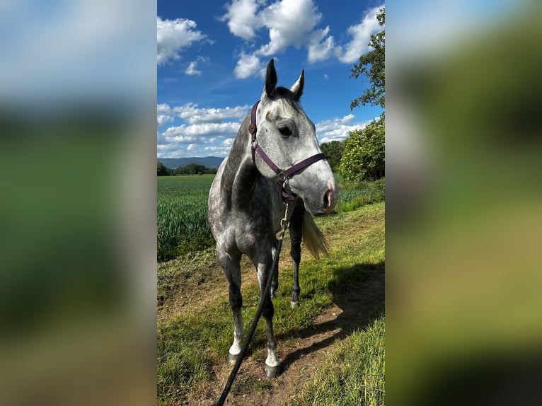 American Quarter Horse Gelding 4 years 15,2 hh Can be white in Deggendorf