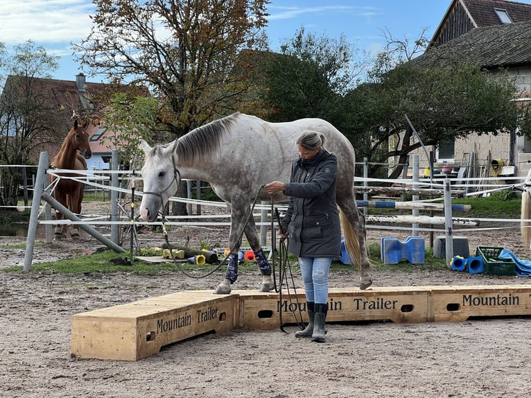 American Quarter Horse Gelding 4 years 15,2 hh Gray in Allersberg