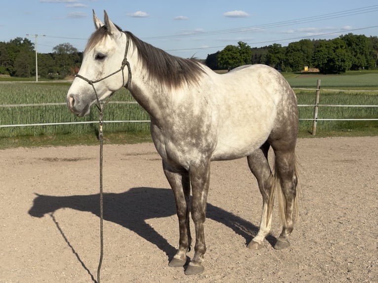 American Quarter Horse Gelding 4 years 15,2 hh Gray in Allersberg