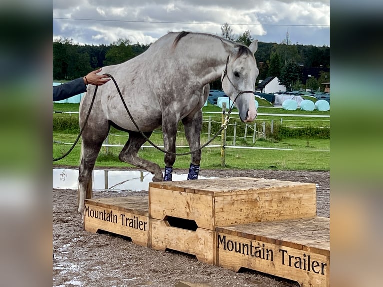American Quarter Horse Gelding 4 years 15,2 hh Gray in Allersberg